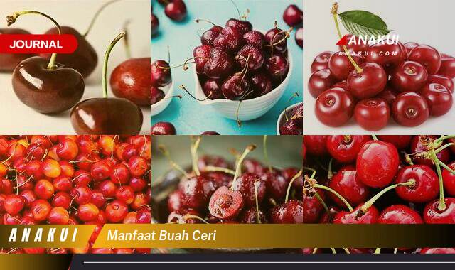 Inilah 10 Manfaat Buah Ceri yang Wajib Kamu Intip Inilah 10 Manfaat Buah Ceri yang Wajib Kamu Intip