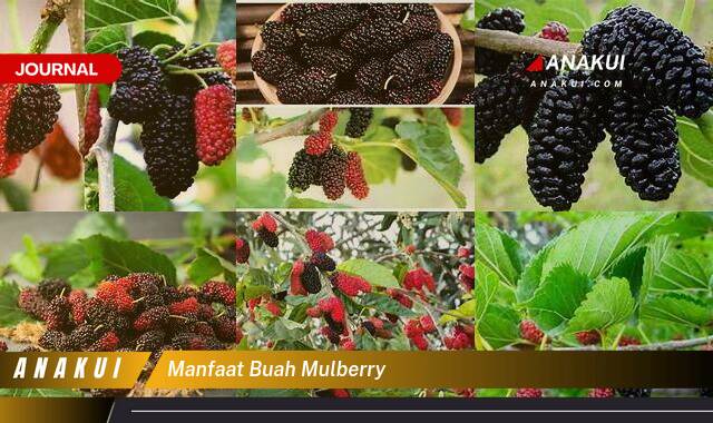 Ketahui 10 Manfaat Buah Mulberry yang Bikin Kamu Penasaran Ketahui 10 Manfaat Buah Mulberry yang Bikin Kamu Penasaran