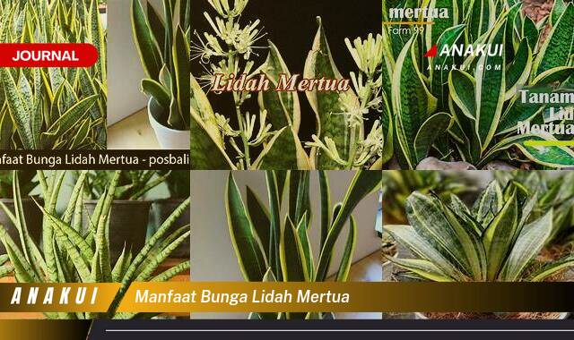 Ketahui 9 Manfaat Bunga Lidah Mertua yang Wajib Kamu Intip Ketahui 9 Manfaat Bunga Lidah Mertua yang Wajib Kamu Intip