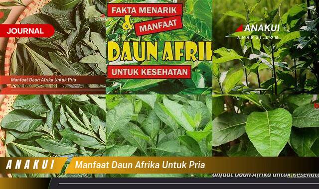 Inilah 9 Manfaat Daun Afrika untuk Pria yang Wajib Kamu Intip Inilah 9 Manfaat Daun Afrika untuk Pria yang Wajib Kamu Intip