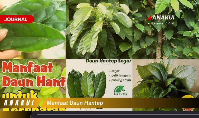 Inilah 8 Manfaat Daun Hantap yang Tak Banyak Orang Tau Inilah 8 Manfaat Daun Hantap yang Tak Banyak Orang Tau