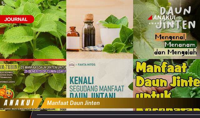 Inilah 9 Manfaat Daun Jinten yang Wajib Kamu Ketahui Inilah 9 Manfaat Daun Jinten yang Wajib Kamu Ketahui