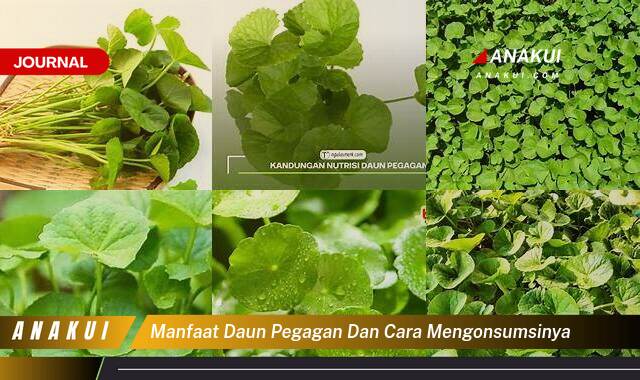 Inilah 8 Manfaat Daun Pegagan & Konsumsinya yang Tidak Semua Orang Tau Inilah 8 Manfaat Daun Pegagan & Konsumsinya yang Tidak Semua Orang Tau