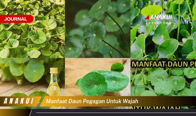 Ketahui 8 Manfaat Daun Pegagan Untuk Wajah yang Tak Semua Orang Tau Ketahui 8 Manfaat Daun Pegagan Untuk Wajah yang Tak Semua Orang Tau