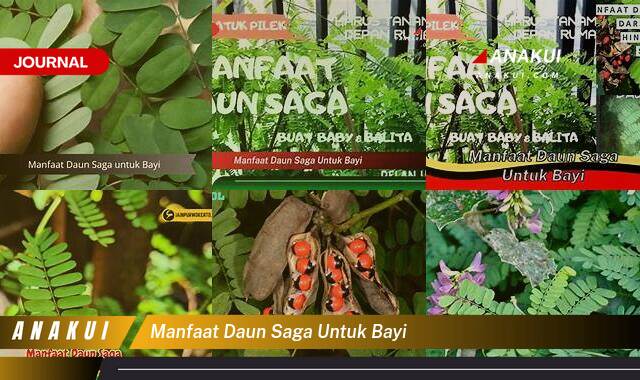 Ketahui 10 Manfaat Daun Saga untuk Bayi yang Bikin Kamu Penasaran Ketahui 10 Manfaat Daun Saga untuk Bayi yang Bikin Kamu Penasaran