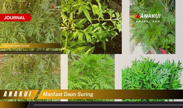 Ketahui 8 Manfaat Daun Suring yang Bikin Kamu Penasaran Ketahui 8 Manfaat Daun Suring yang Bikin Kamu Penasaran