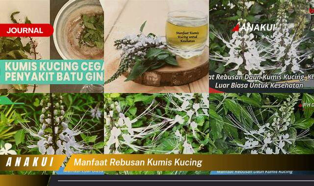 Inilah 10 Manfaat Rebusan Kumis Kucing yang Wajib Kamu Ketahui Inilah 10 Manfaat Rebusan Kumis Kucing yang Wajib Kamu Ketahui