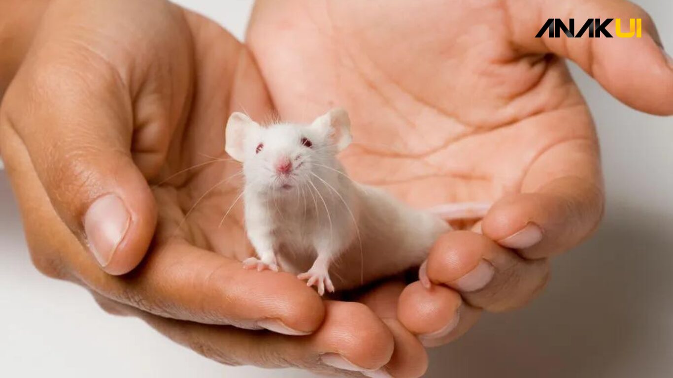 Cara Tikus Berkembang Biak