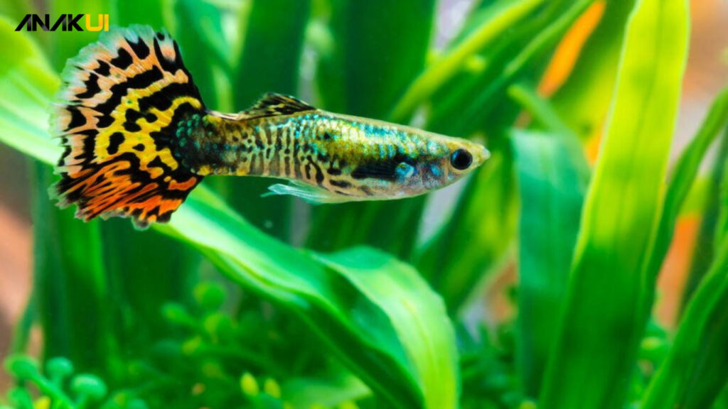 Ikan yang Bisa Hidup Tanpa Filter