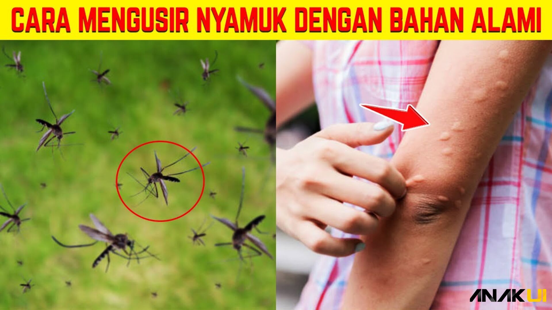 cara mengusir nyamuk